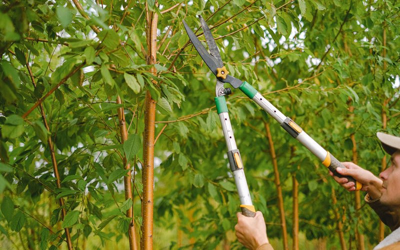 Tree trimming in Hialeah, FL